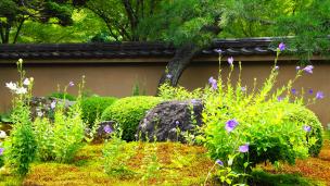 東福寺塔頭の天得院の鮮やかな桔梗（キキョウ）
