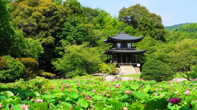 Kyoto Kajyu-ji Temple Himuro-ikr Pond lotus in summer