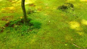 大徳寺塔頭高桐院の参道の苔
