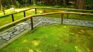 大徳寺塔頭高桐院の参道の美しい苔