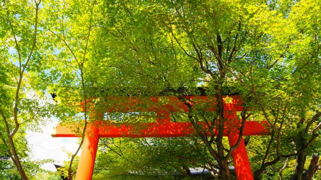 車折神社の本殿前の優雅な青紅葉