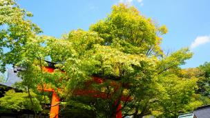 車折神社の本殿前の綺麗な青紅葉 2013年9月