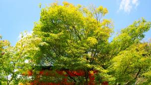 車折神社の本殿前の鮮やかな青もみじ 9月11日
