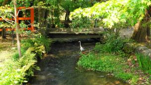 上賀茂神社の新緑と鷺