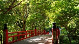 泉涌寺の今熊野観音寺の鳥居橋と綺麗な青もみじ 10月 border=