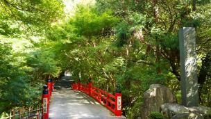 泉涌寺の今熊野観音寺の鳥居橋と見事な青もみじ