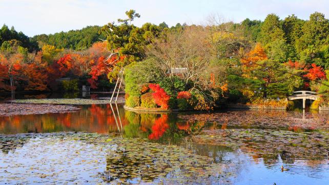 紅葉につつまれた龍安寺の鏡容池と辨天島