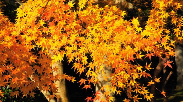 龍安寺の庫裡付近の見ごろの黄色い紅葉