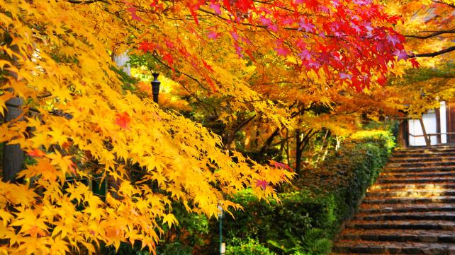 龍安寺の庫裡付近の見ごろの鮮やかな紅葉
