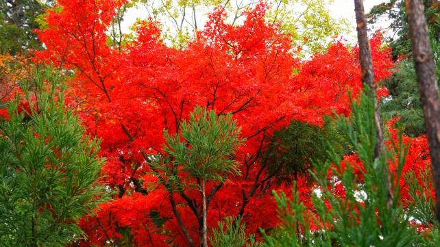 世界遺産の龍安寺の参道の優雅な紅葉