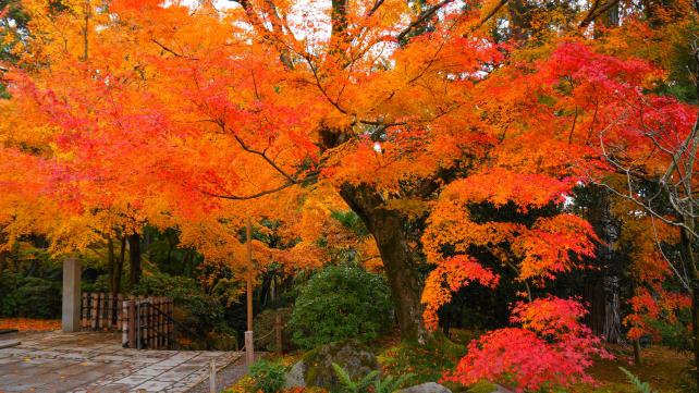 龍安寺の納骨堂付近の見ごろの美しい紅葉