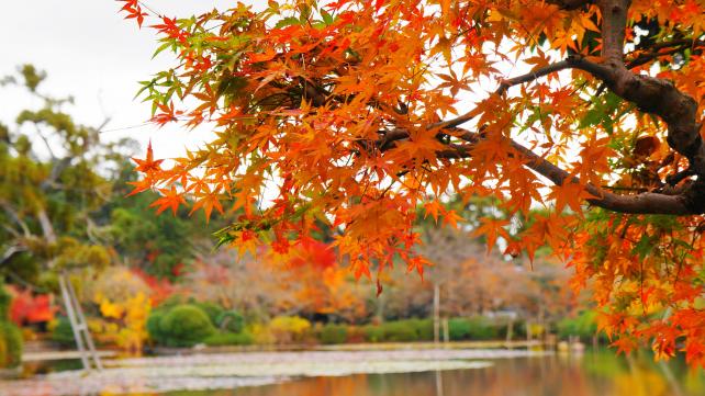 龍安寺の鏡容池の見ごろの綺麗な紅葉
