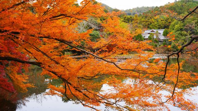 美しい紅葉につつまれた龍安寺の鏡容池
