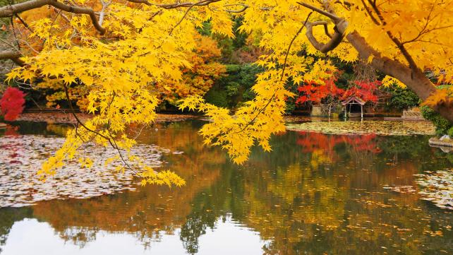 龍安寺の鏡容池の見ごろの鮮やかな紅葉