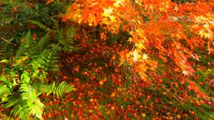 龍安寺の庫裡付近の見ごろの紅葉と緑の苔