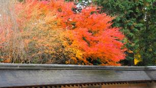 龍安寺の石庭と見頃の見事な紅葉