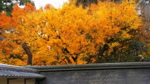 龍安寺の石庭と見頃の優美な紅葉