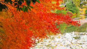 龍安寺の鏡容池の見ごろの紅葉