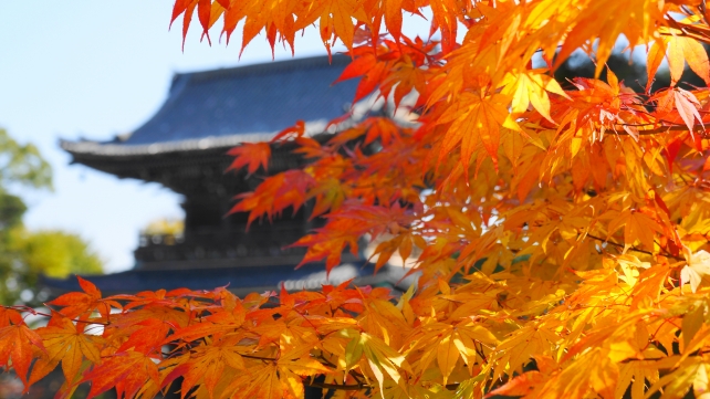 清涼寺の仁王門と見ごろの紅葉