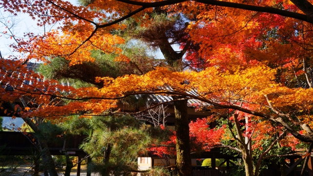 清涼寺の本堂裏の紅葉