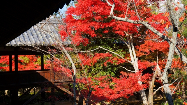 清涼寺の本堂裏の回廊と見ごろの紅葉