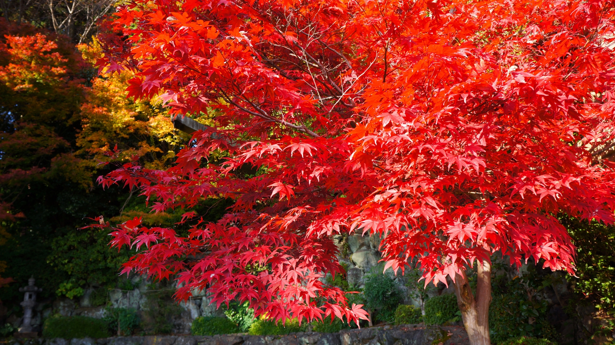 青蓮の滝の鮮やかな紅葉