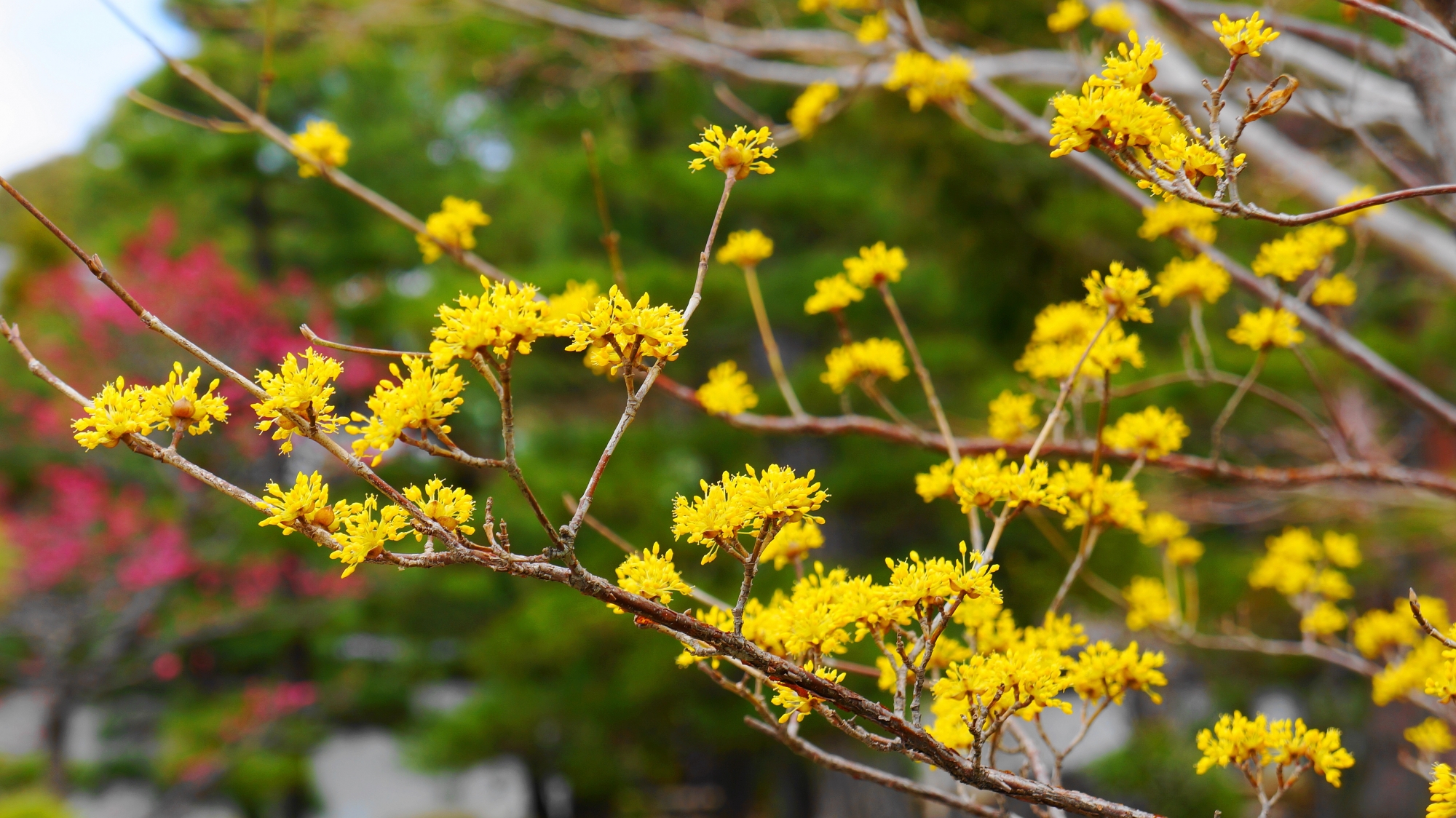 サンシュユという春先の鮮やかな黄色い花