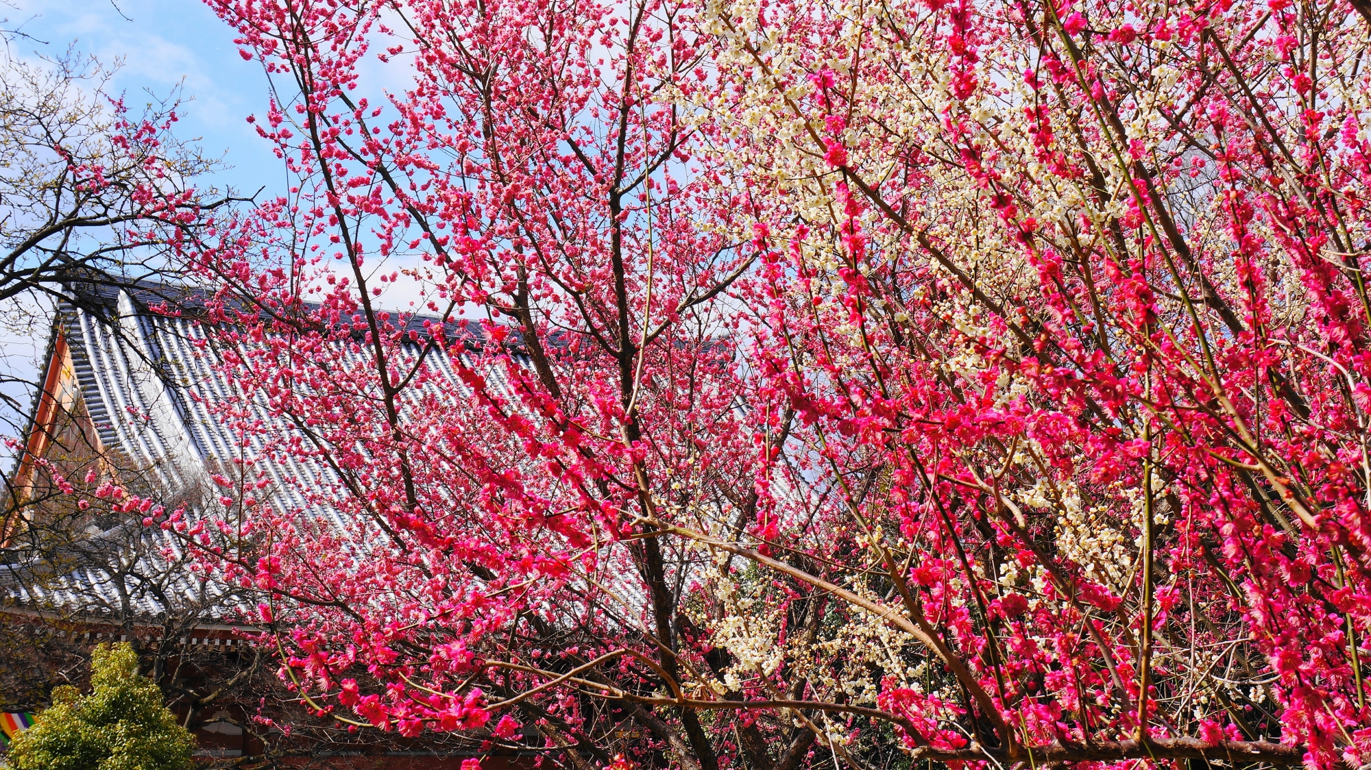 智積院の咲き乱れるピンクや白の梅の花