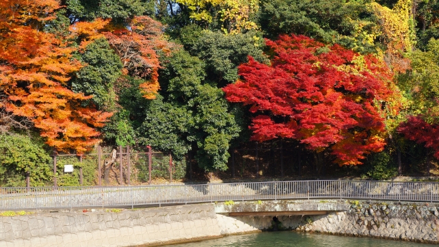 宇治川の観流橋付近の真っ赤な見ごろの紅葉