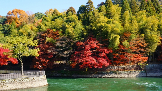 京都宇治川の観流橋付近の見ごろの美しい紅葉