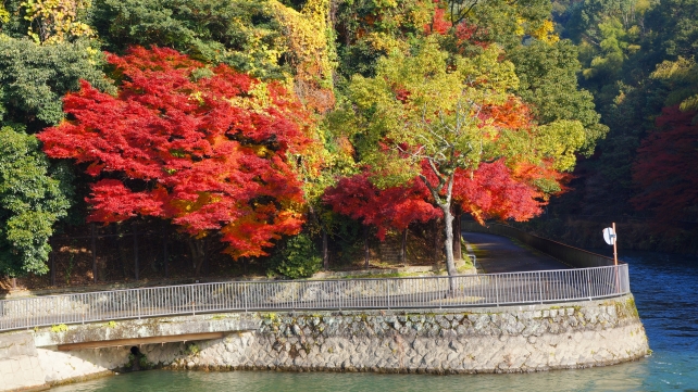 真っ赤な紅葉にそまった宇治川の観流橋付近