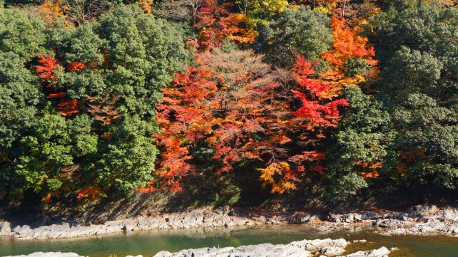 Kyoto Uji-River colored leaves 秋 もみじ 見ごろ 宇治川ライン