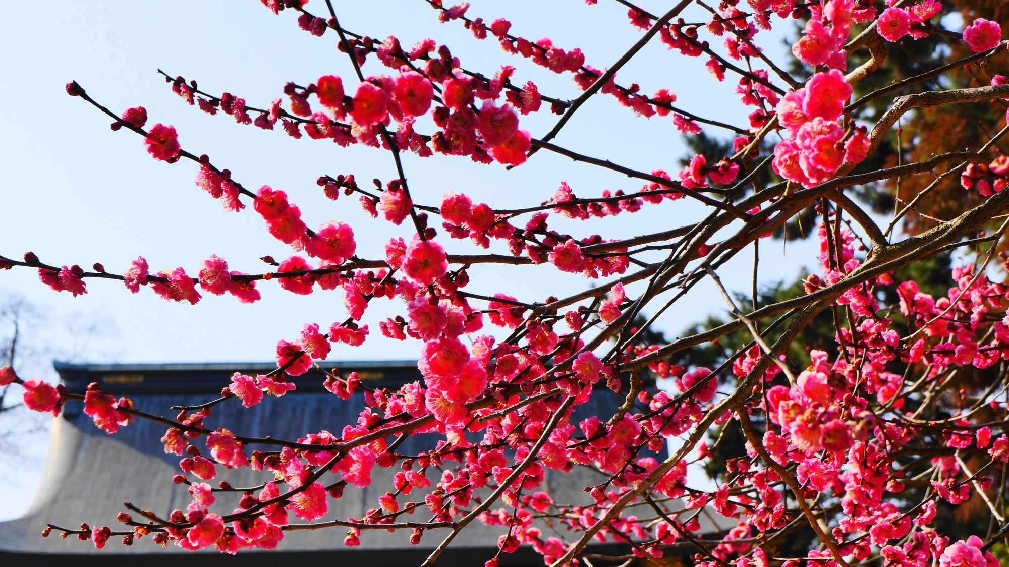 見ごろを向かえた鮮やかなピンクの梅