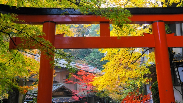 貴船神社の鳥居と雨にぬれた見ごろの紅葉