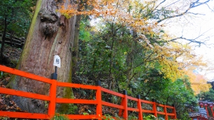 貴船神社の杉