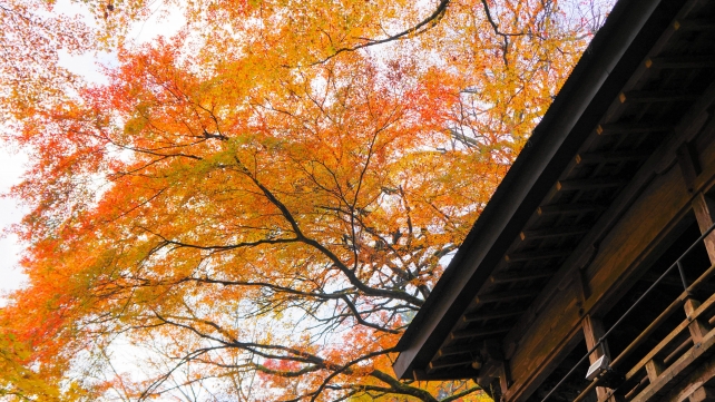 雨にぬれた紅葉にそまった貴船神社の下から見上げた龍船閣