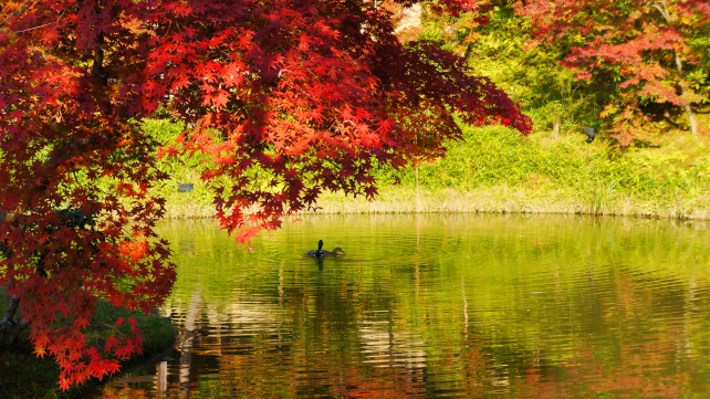 京都高台寺の臥龍池の見ごろの紅葉と鴨