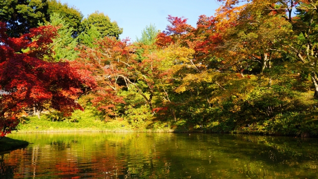 京都高台寺の臥龍池と見ごろの紅葉