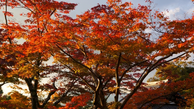 Kyoto Kodai-ji Temple colored leaves 霊屋 方丈 見ごろ 紅葉 高台寺 秋