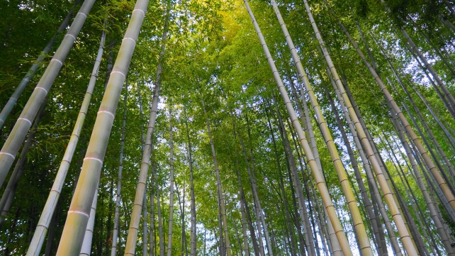 高台寺の秋の竹林