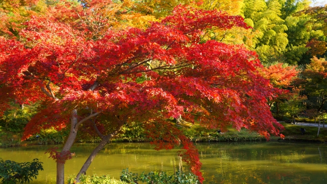 綺麗な紅葉につつまれた高台寺の臥龍池