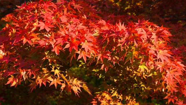 高台寺の臥龍池と見ごろの真っ赤な紅葉