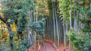 高台寺の秋の見事な竹林