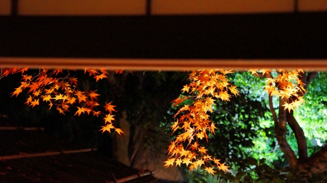 京都圓徳院の北庭の綺麗な紅葉ライトアップ