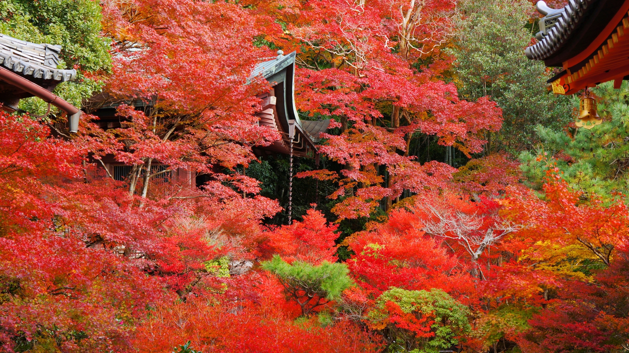 圧倒される深く鮮やかな彩り　秋の毘沙門堂