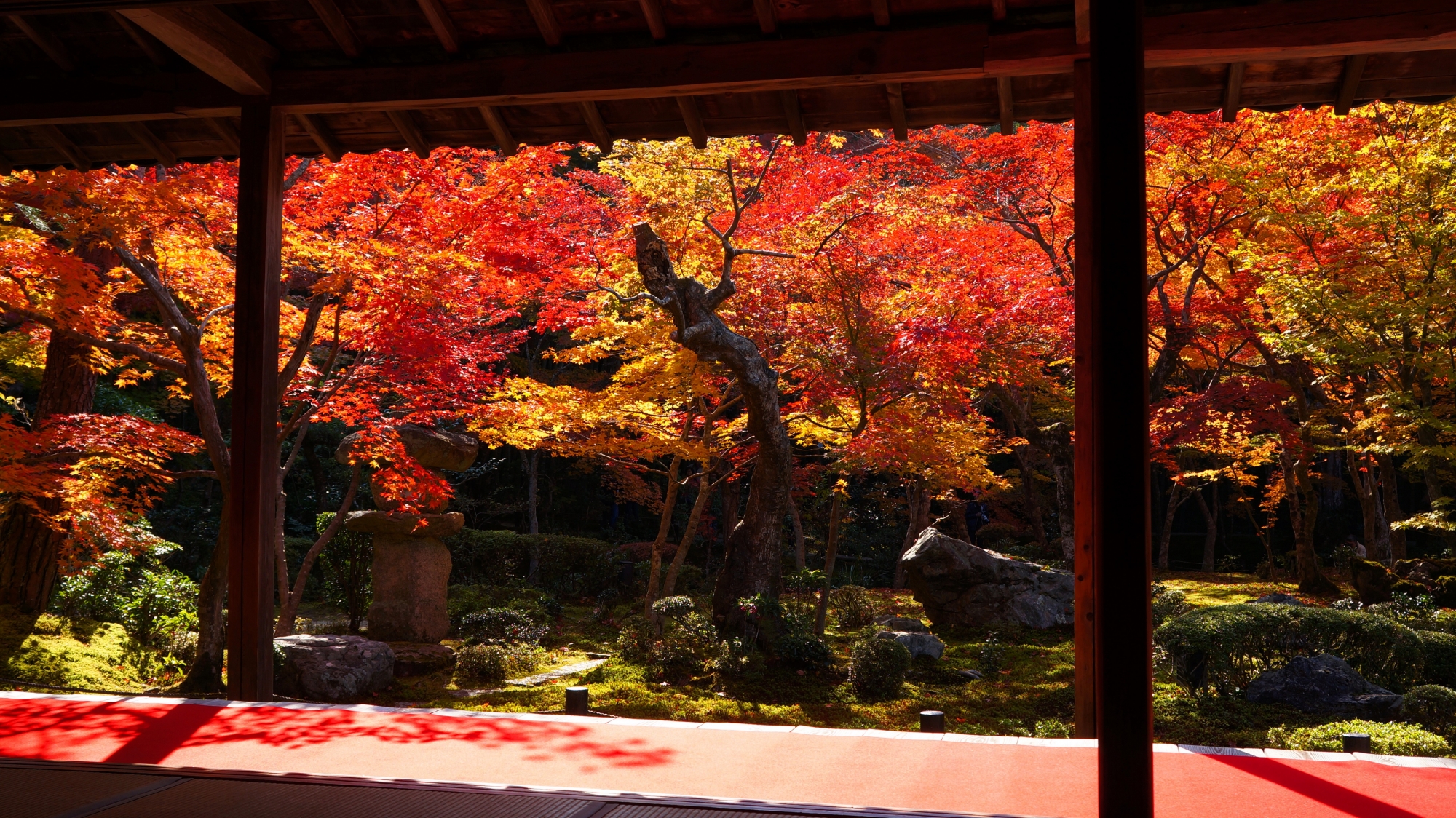 圓光寺 紅葉　洛北の眩しい秋の彩り