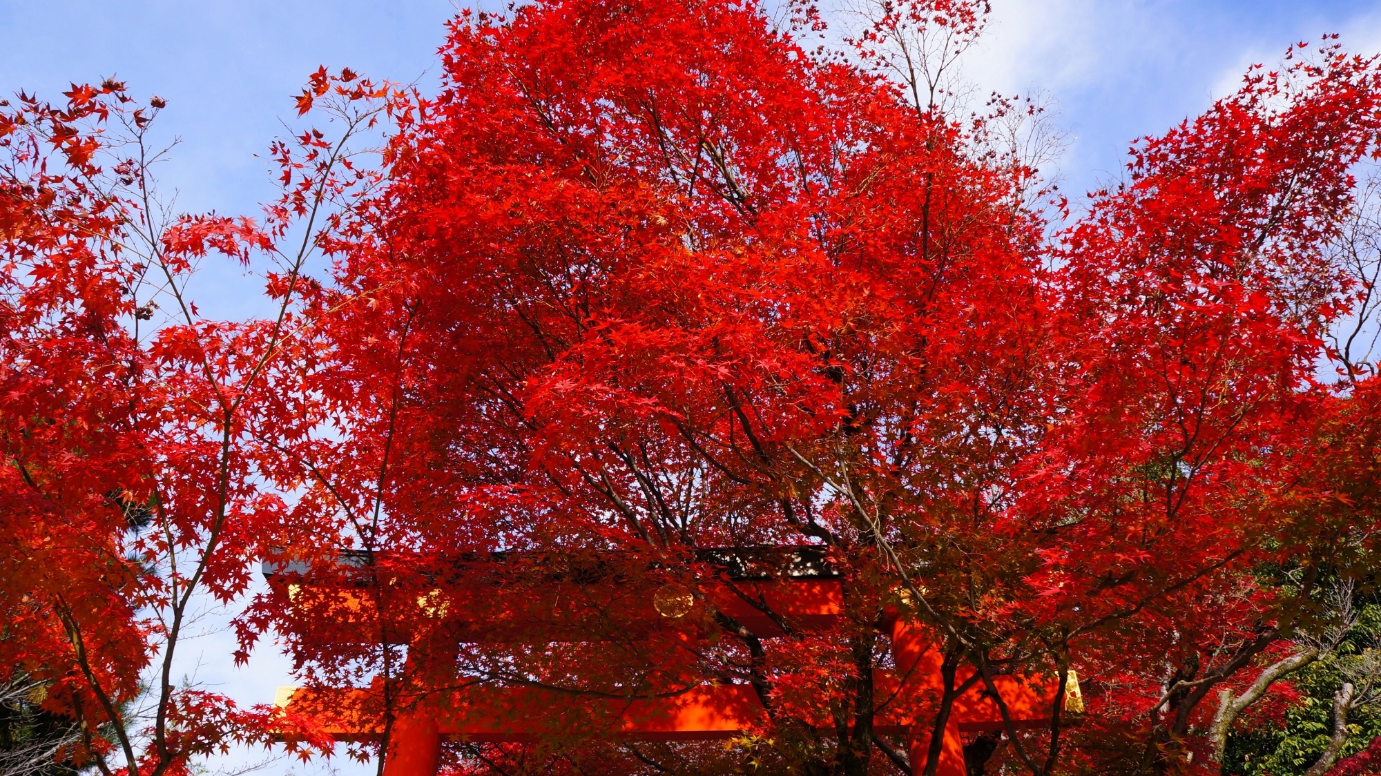 車折神社と芸能神社の素晴らしい紅葉と秋の情景