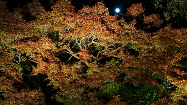 圓徳院の北庭の優美な紅葉ライトアップと月