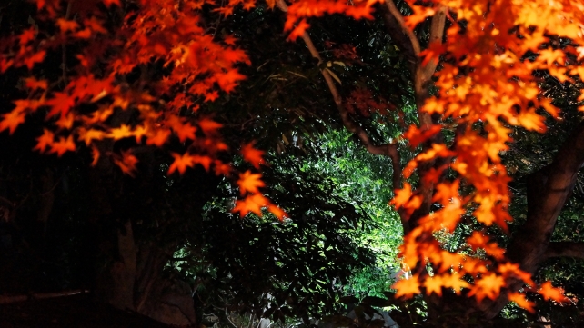 紅葉の名所の圓徳院の岩ともみじの北庭ライトアップ