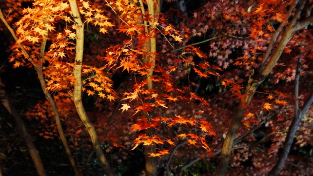 高台寺 圓徳院 ライトアップ 岩と紅葉